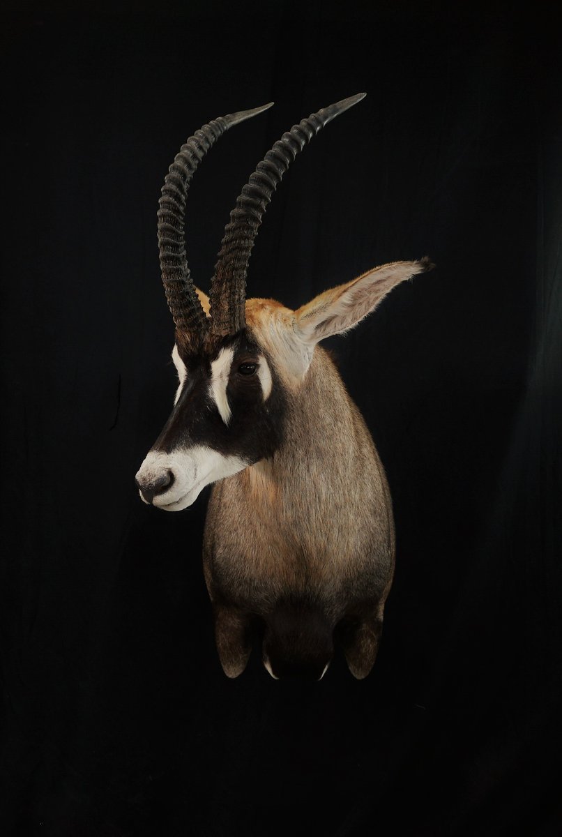 Photo IMG060 - Roan