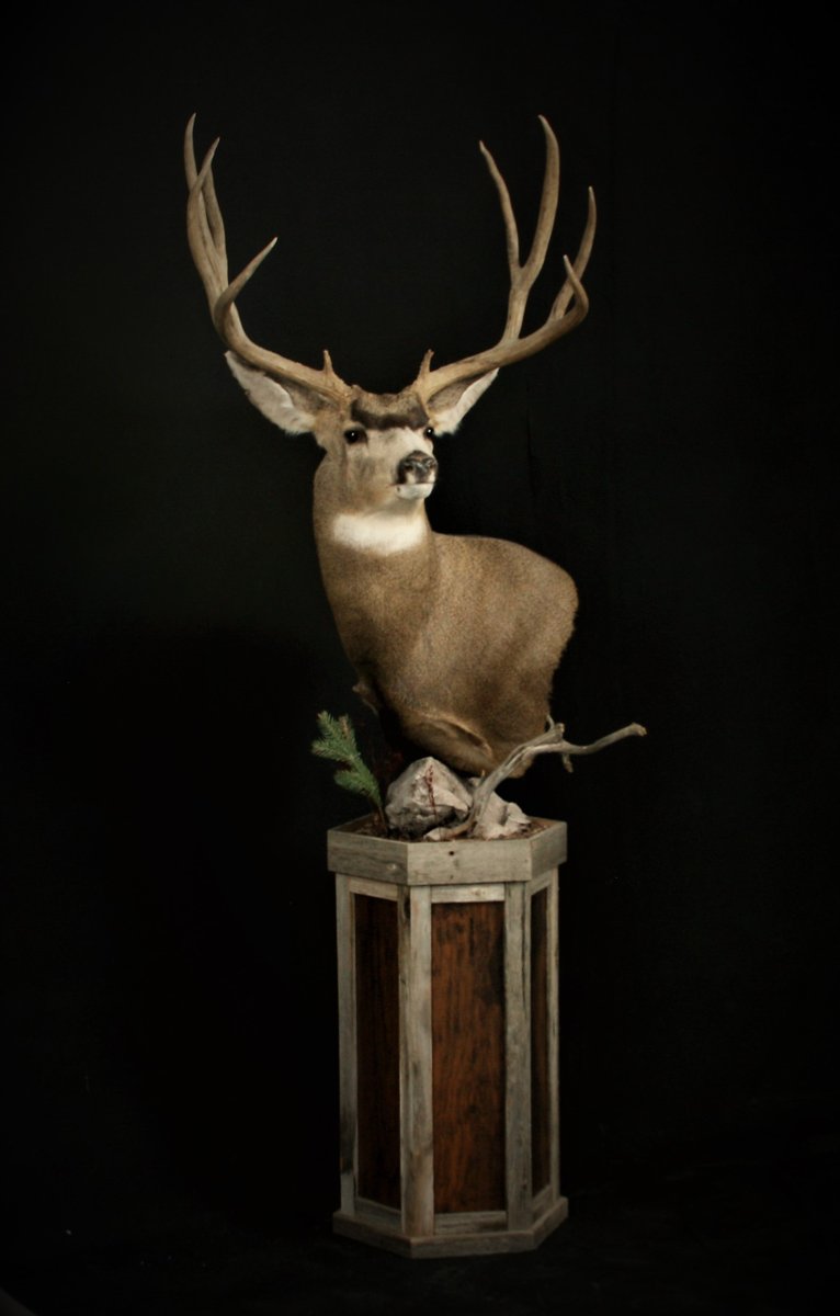 Photo IMG193 - Mule Deer Pedestal