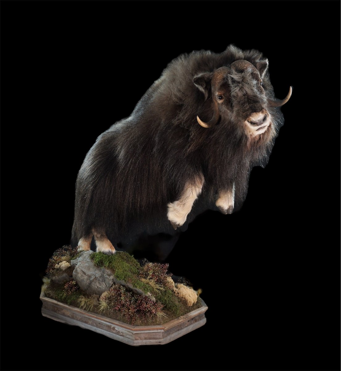 Photo IMG061 - Life Size Muskox