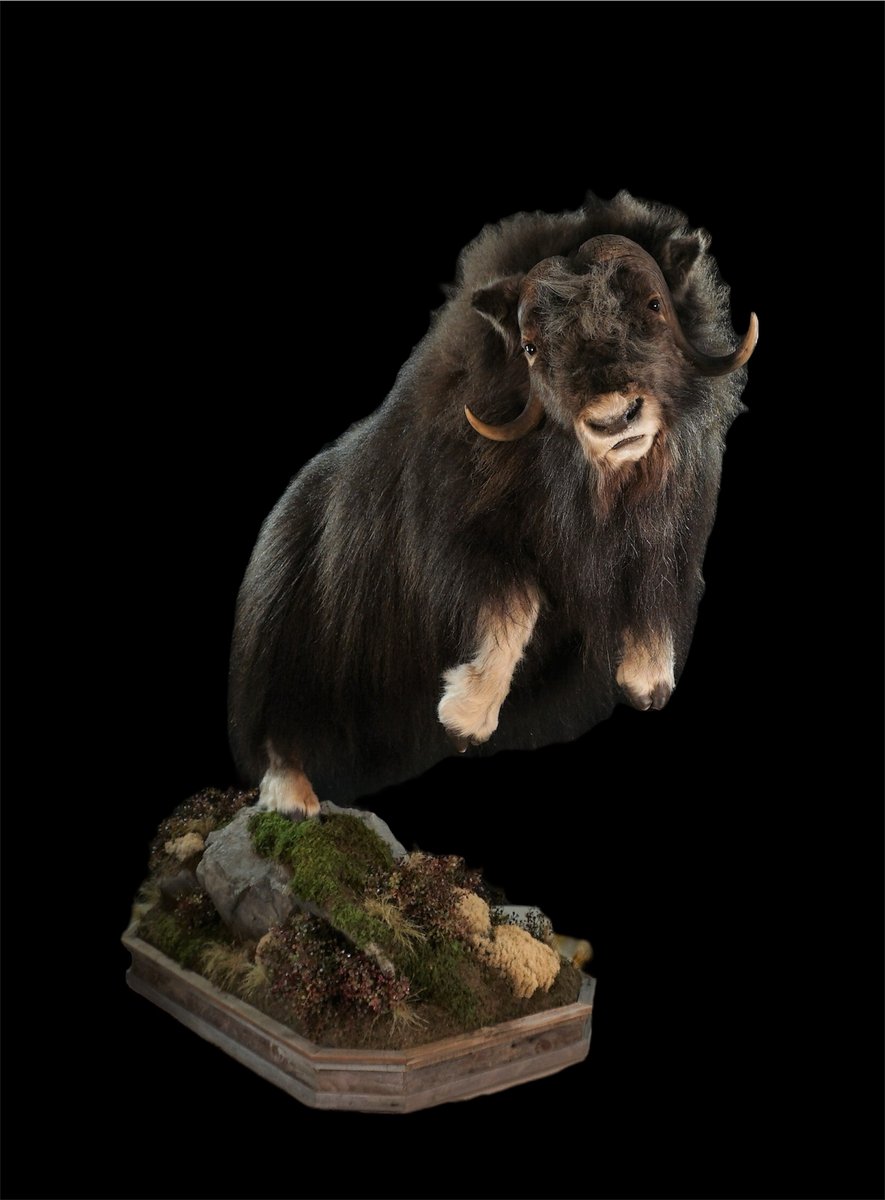 Photo IMG062 - Life Size Muskox
