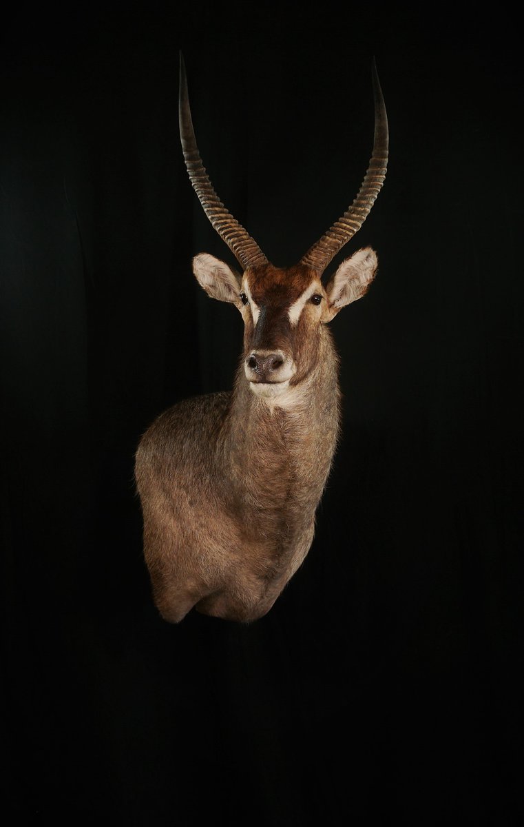 Photo IMG200 - Water Buck