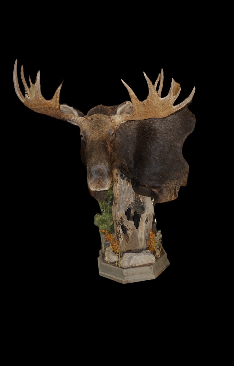 Photo IMG206 - Moose Pedestal