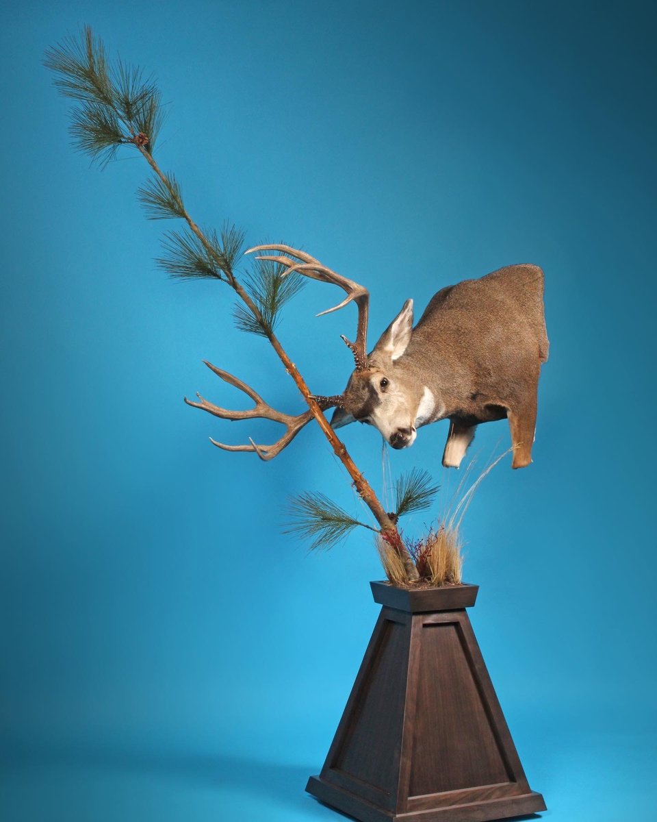 Photo IMG208 - Mule Deer Pedestal