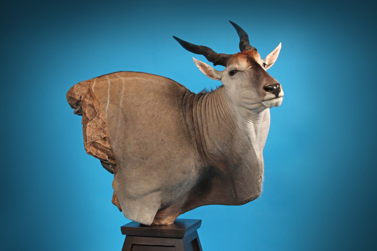 Photo IMG209 - Eland Pedestal