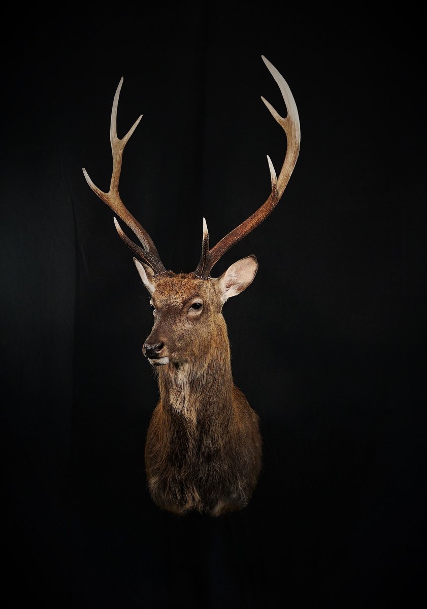 Photo IMG214 - Sika Deer