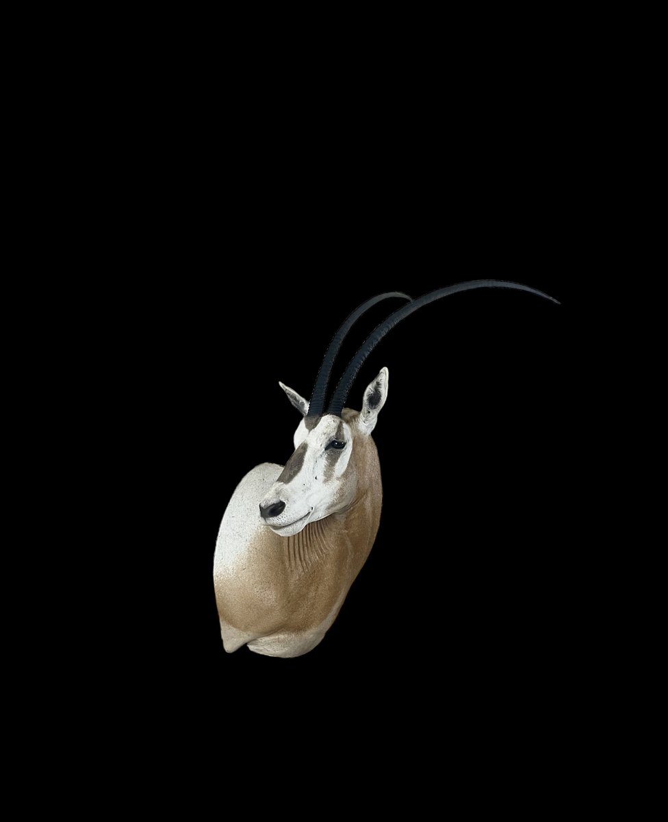 Simitar Oryx