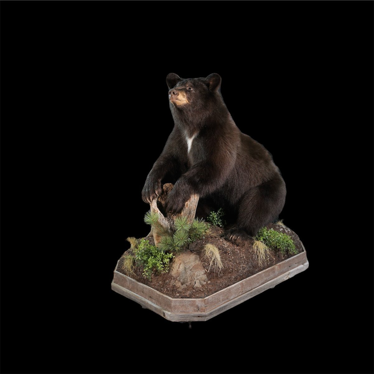 Photo IMG055 - Black Bear Sitting 2