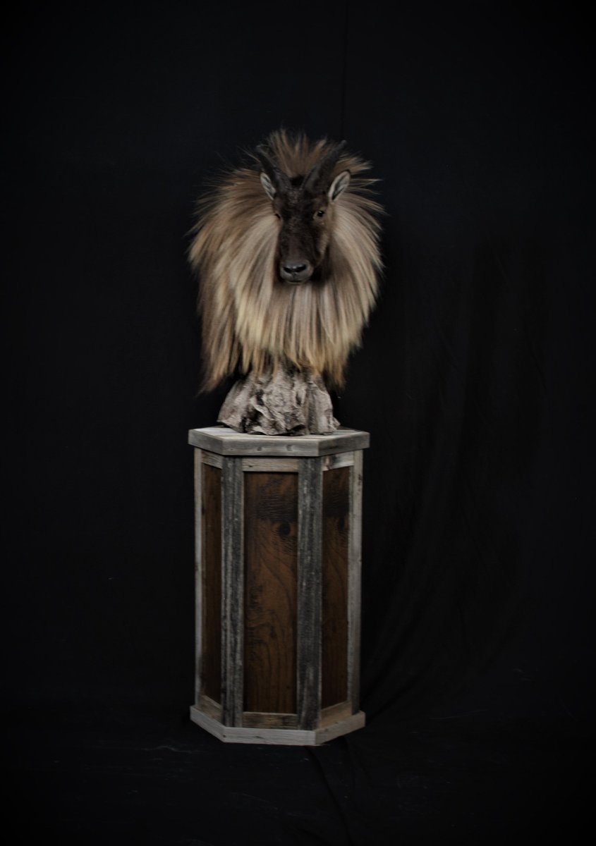 Photo IMG220 - Tahr Pedestal