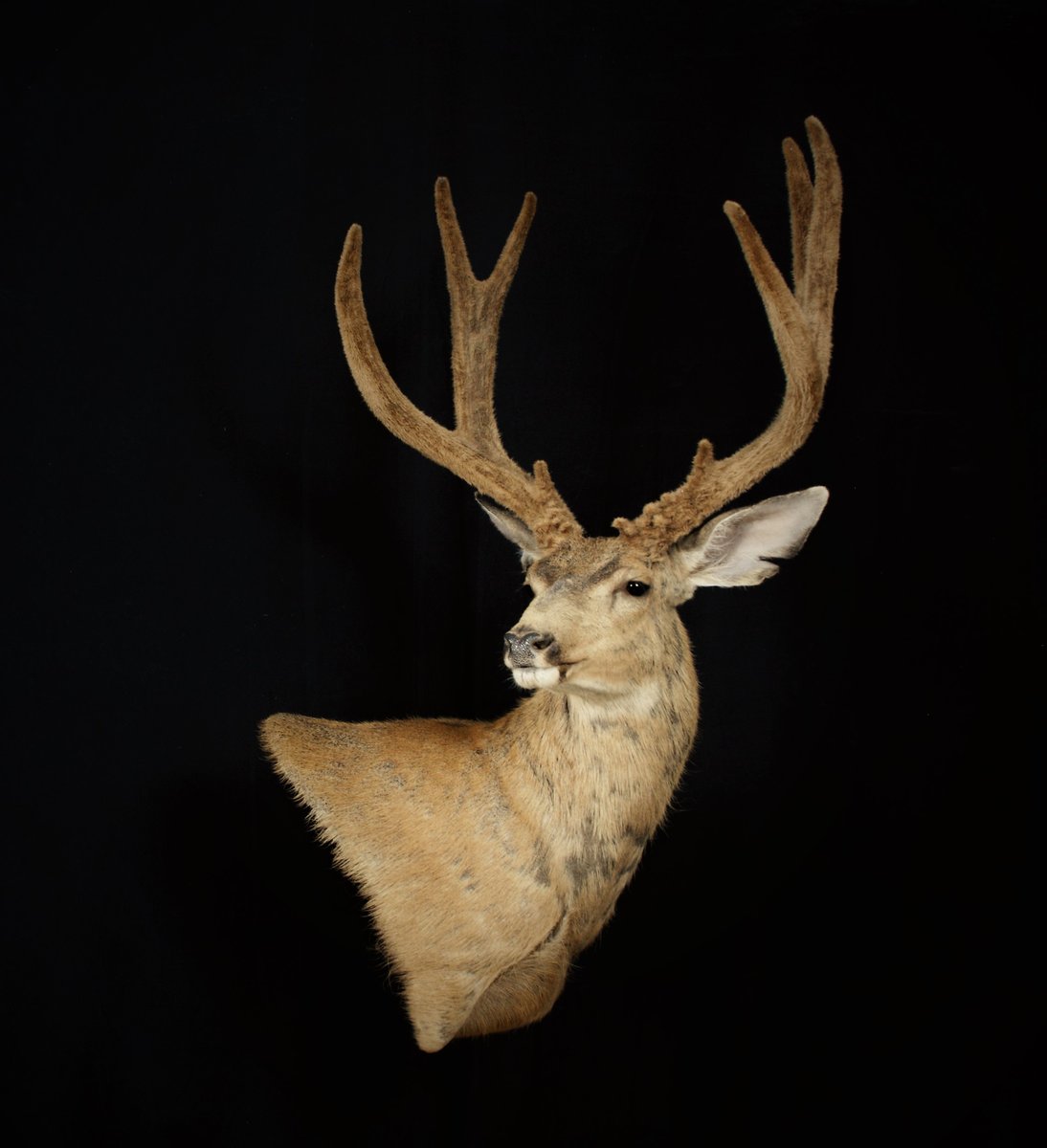 Photo IMG225 - Mule Deer Wall Pedestal