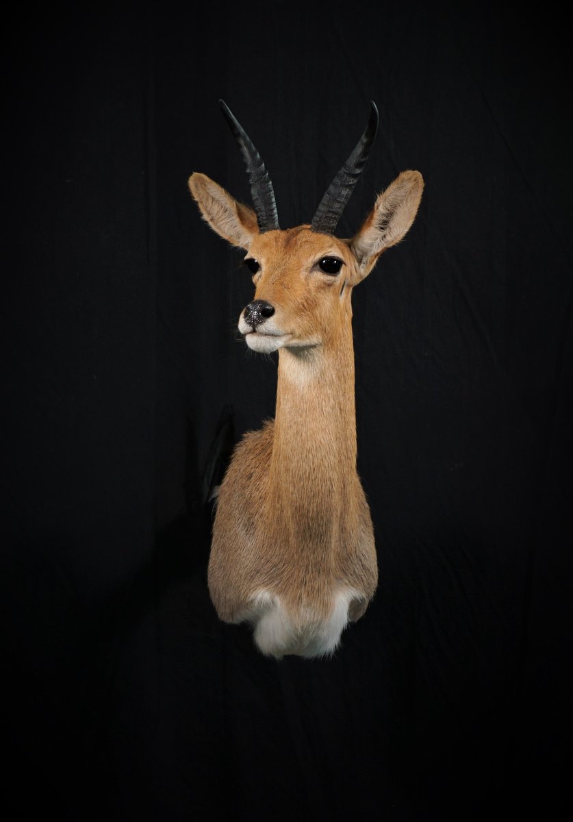 Photo IMG231 - Mountain Reed Buck Shoulder Mount