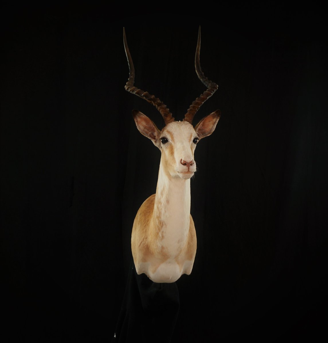 Photo IMG066 - White Impala Shoulder Mount